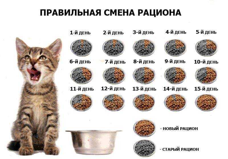 До какого возраста растут кошки: домашние, экзоты, сибирские? | любимый питомец