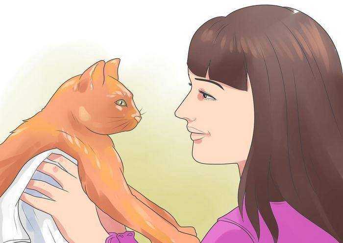 Как подружить в одной квартире взрослых кота и кошку: полезные советы