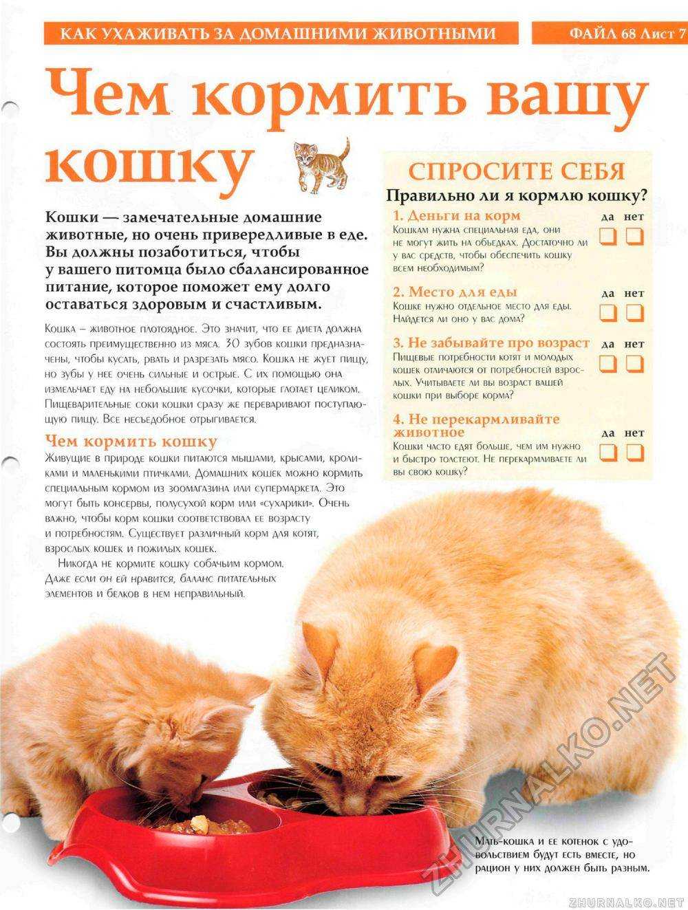Можно ли кошкам сырое мясо