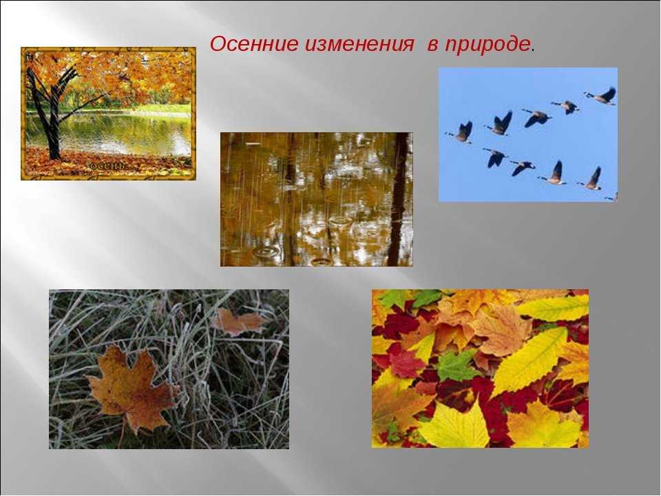 Когда и почему опадают листья осенью с деревьев и какие деревья не сбрасывают листья на зиму