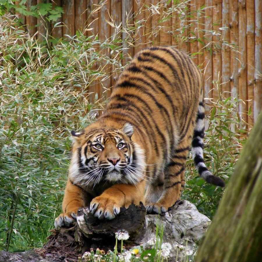Тигр суматранский — panthera tigris sumatrae