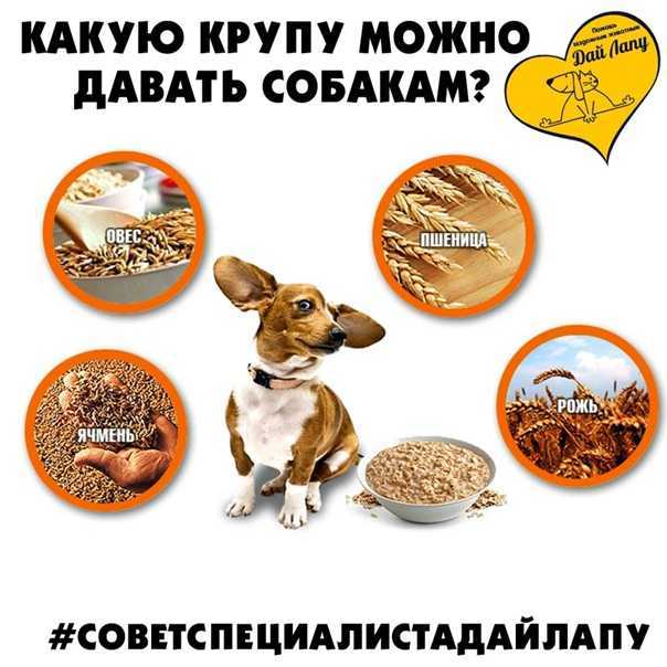 Каши для собак: какие можно давать и как вкусно приготовить?