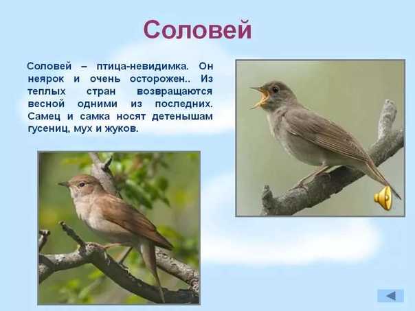 Соловей: описание, виды, среда обитания, что едят, враги и образ жизни | планета животных