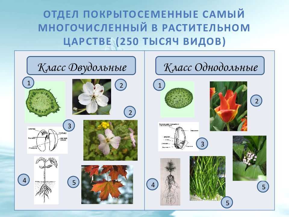 Семейства растений