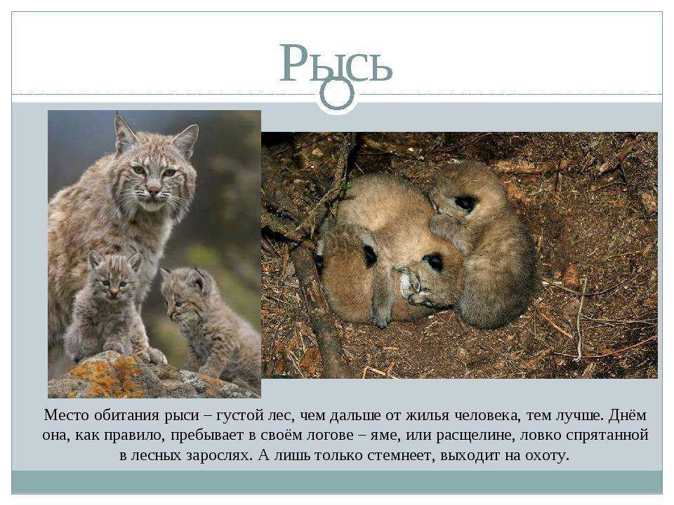 Рысь