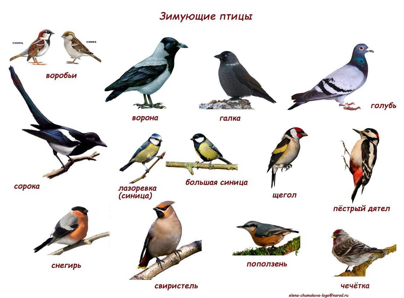 Опасные птицы для человека