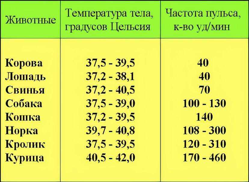 Нормальная температура у собак: как правильно измерить