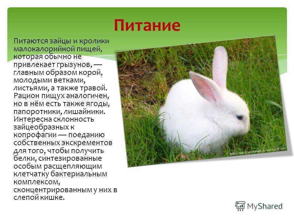 Заяц ? описание, краткая информация, характеристика животного, виды, сколько живут зайцы в природе, интересные факты