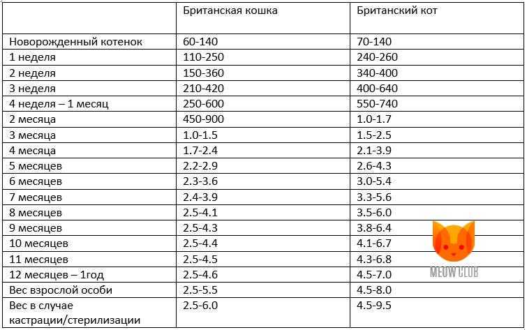 Британские котята уход и содержание