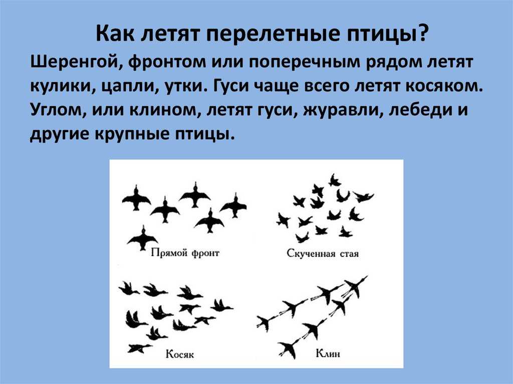 Птицы национального парка «тункинский» прозаповедник