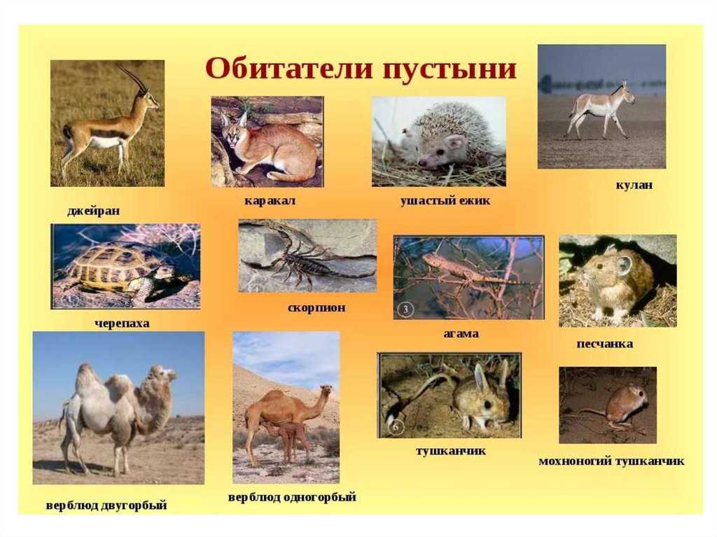 17 удивительных пустынных животных