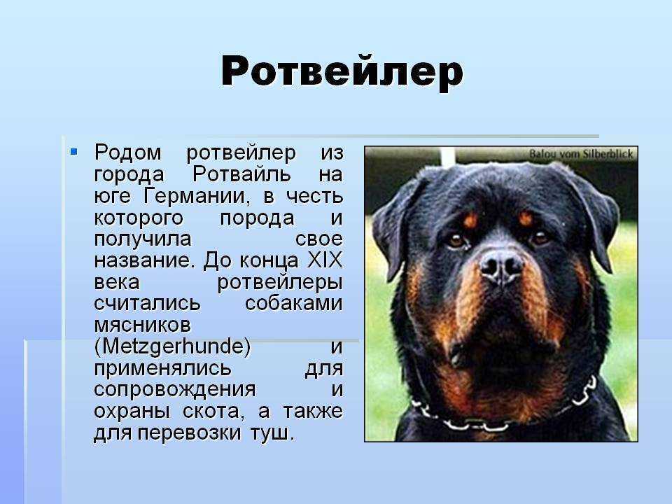 Порода собак ротвейлер: описание, плюсы и минусы, характер, уход и содержание, чем кормить, стандарты, история - zoosecrets