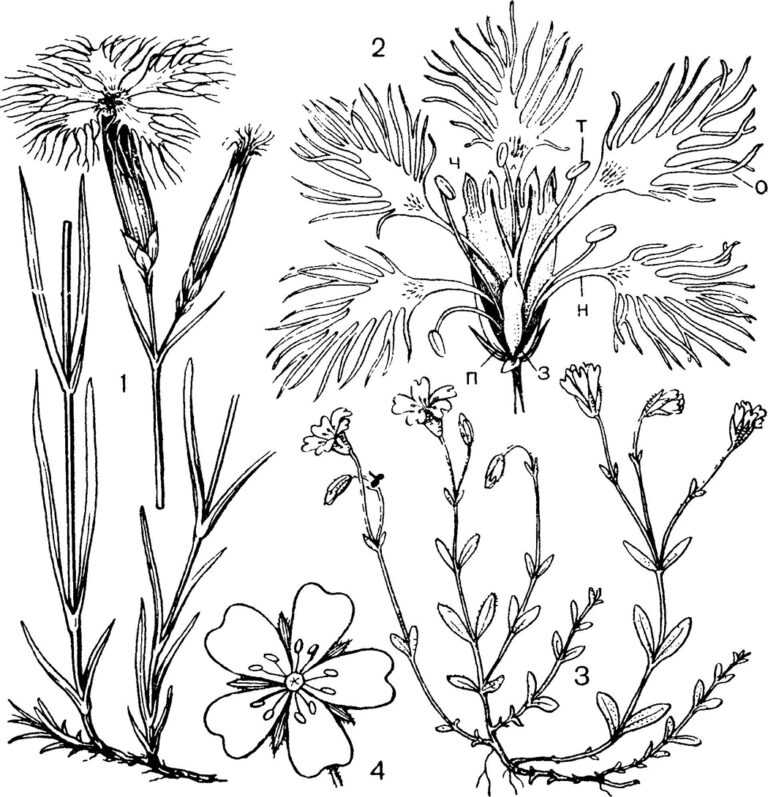 Гвоздиковые - семейство caryophyllaceae - описание таксона - плантариум