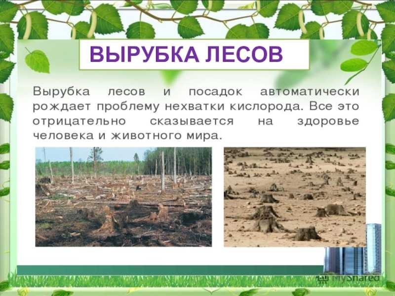 Причины вырубки лесов в мире и ее последствия | зеленые возобновляемые источники энергии