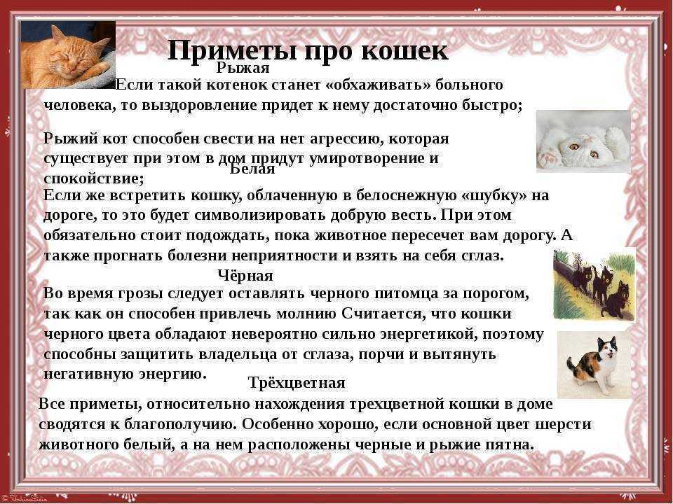 Почему метят коты и кошки в квартире