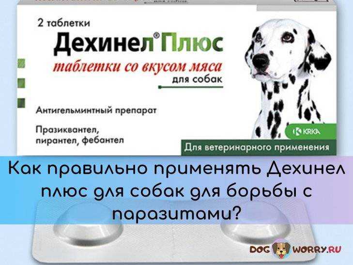 Фортифлора для собак: инструкция и показания к применению, отзывы, цена