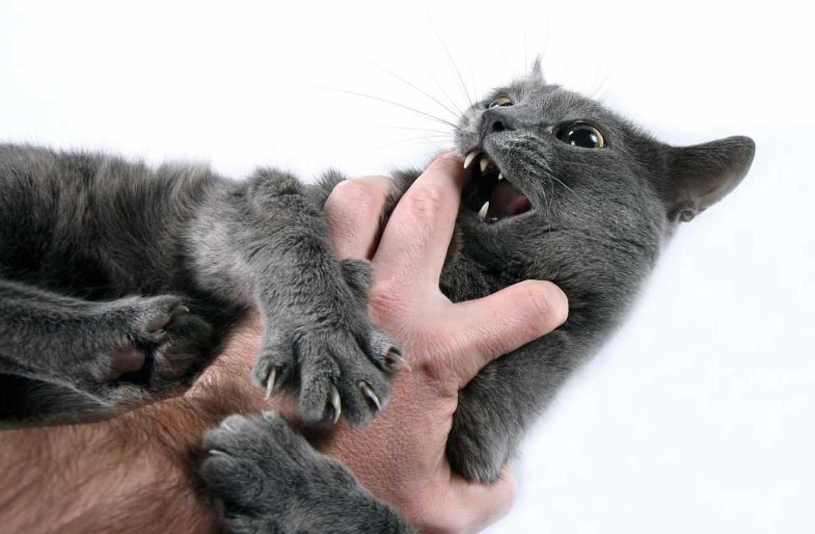 Как отучить кота кусаться, кидаться и царапаться: лучшие приёмы воспитания