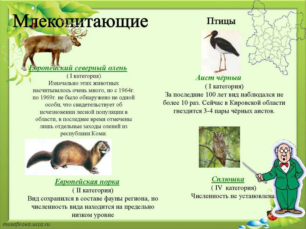 15 животных и птиц, занесенных в красную книгу кировской области | новости кирова и кировской области