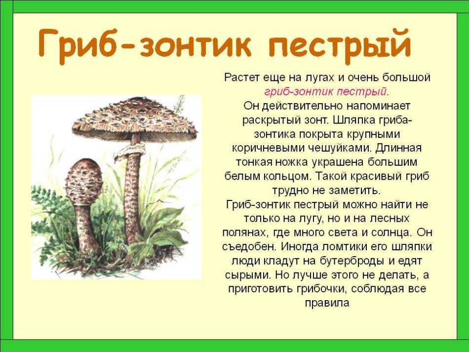 Гриб зонтик белый: +21 фото, описание и внешний вид