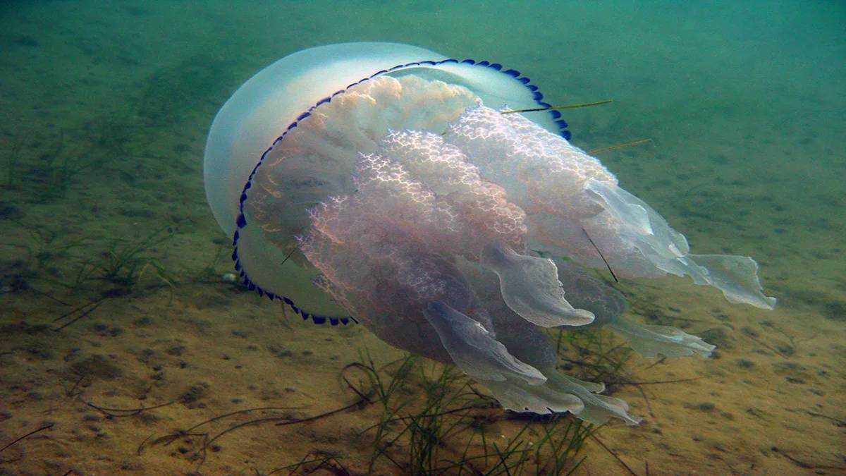Рыбы черного моря — какие водятся, их виды (ядовитые, хищные и другие)