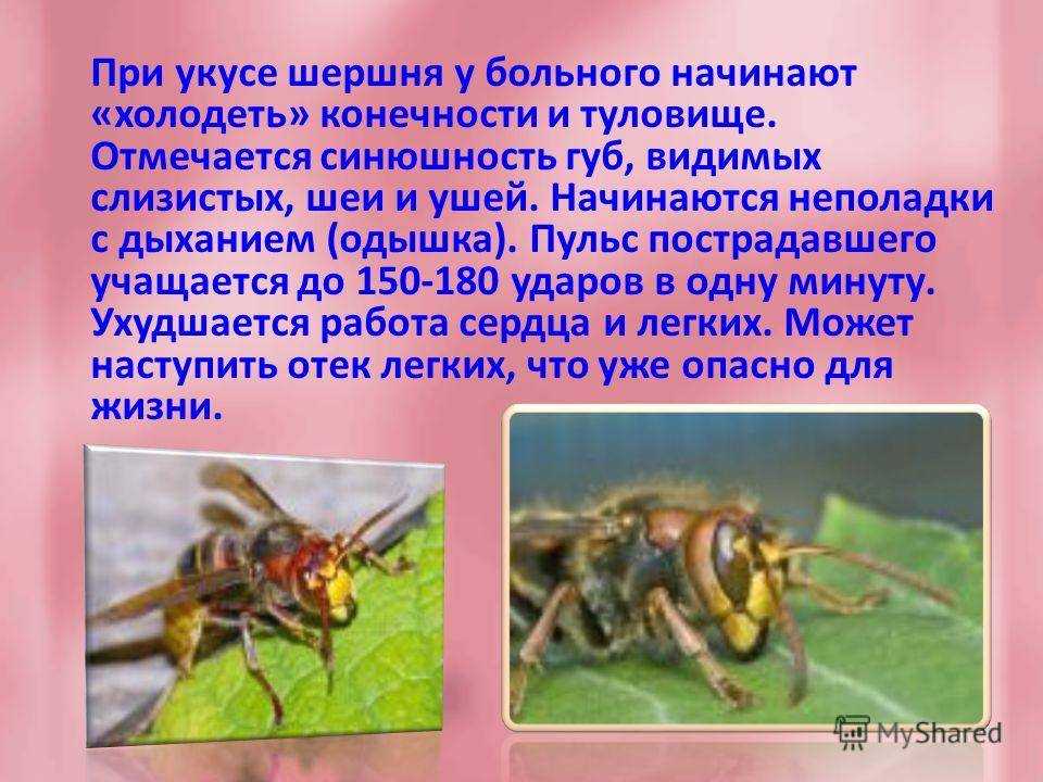 Где живут и зимуют шершни: чем питаются насекомые, их жизнь в гнезде