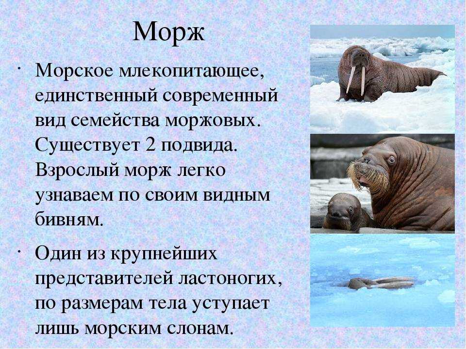 кратко узнать описание атлантического моржа, который вписан в Красную Книгу Фото и видео про атлантического моржа Доклад