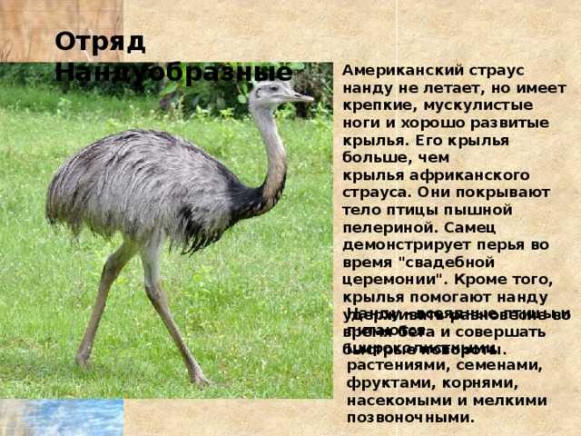 Американский страус (нанду): особенности разведения и выращивания в домашних условиях