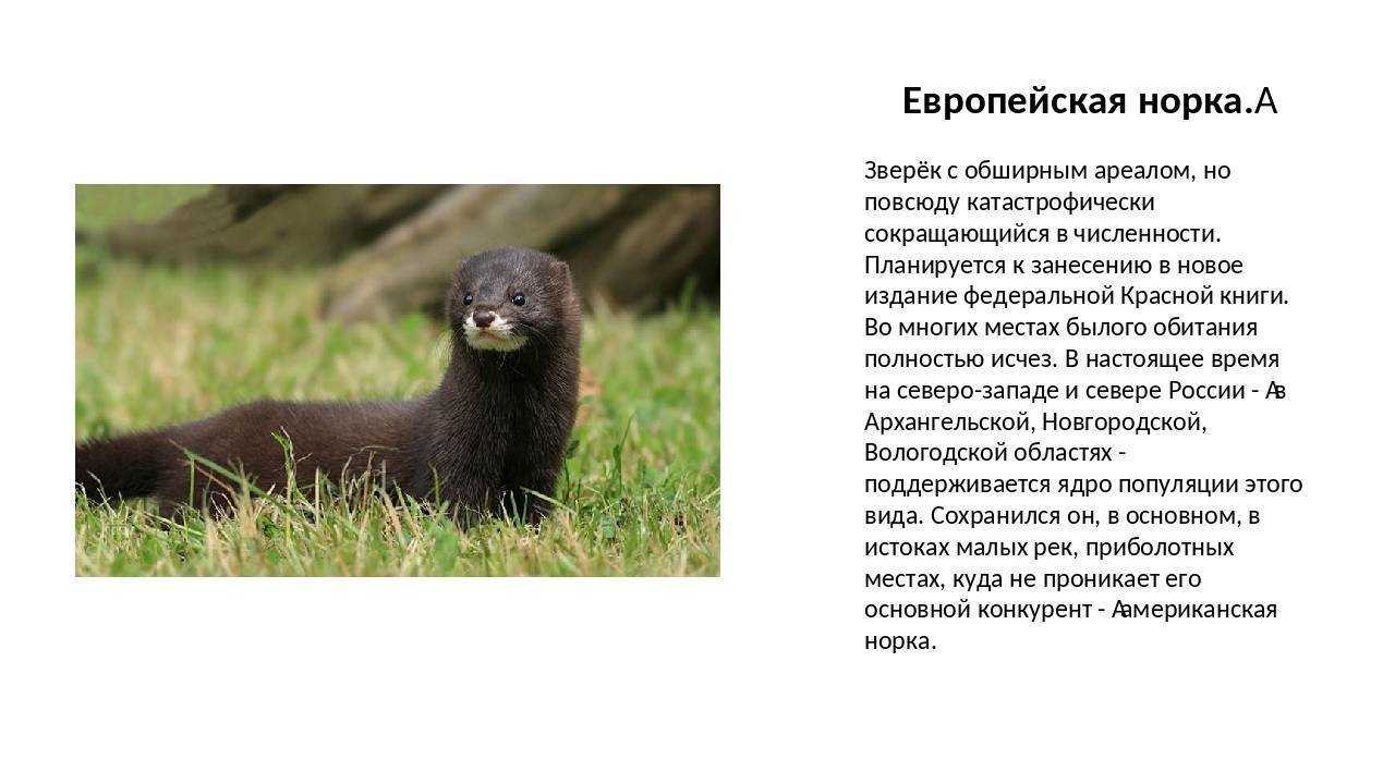 Птицы новгородской области