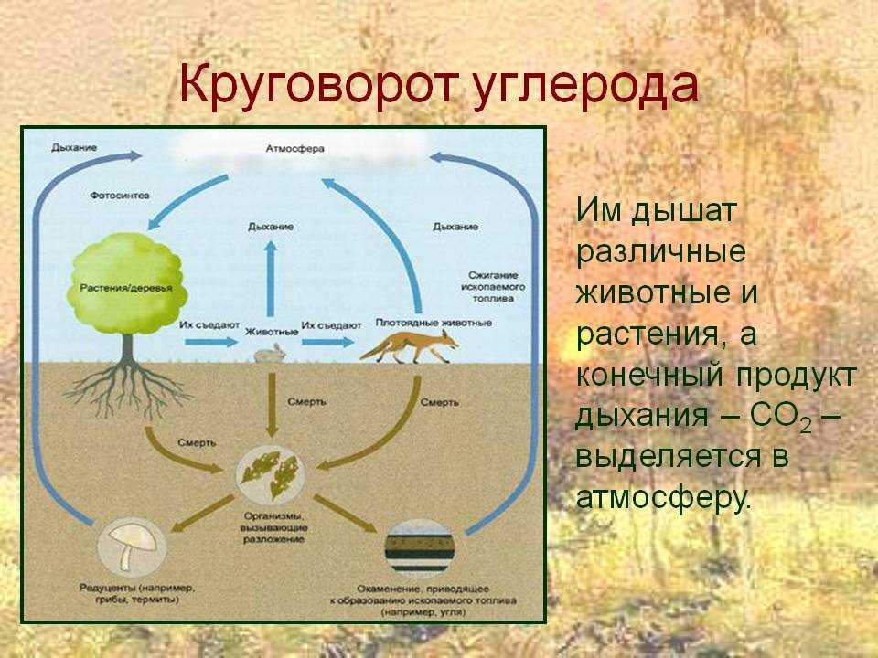 Круговорот углерода, азота, фосфора, кислорода,воды