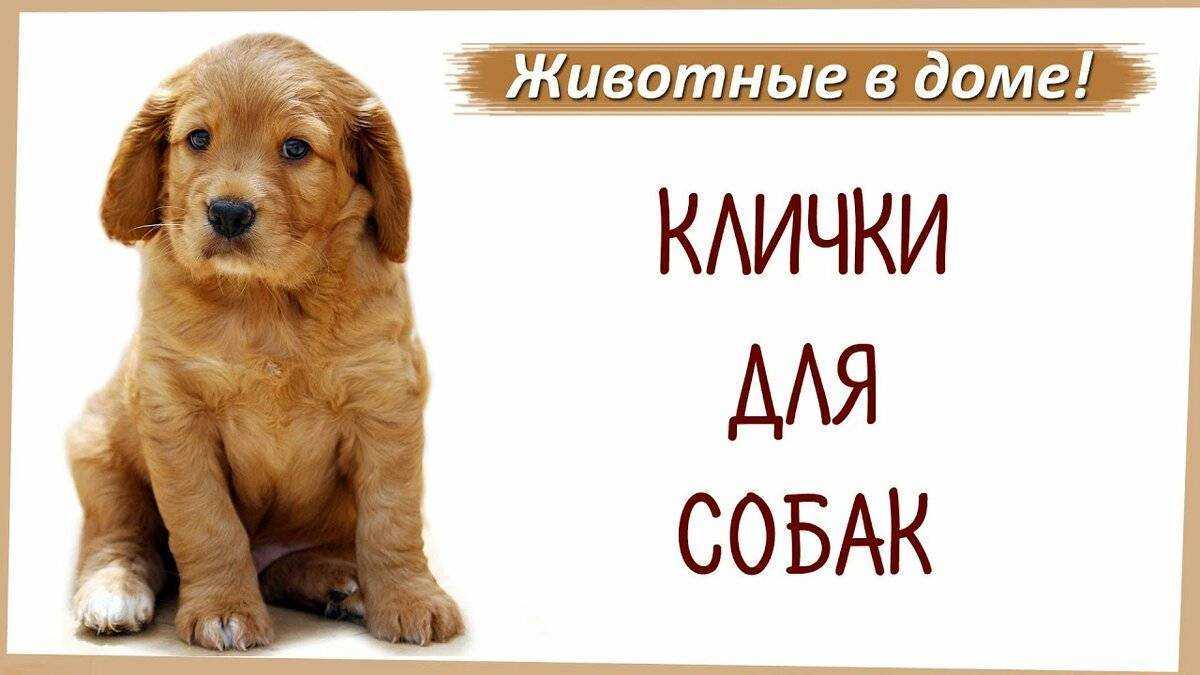 Английские клички для собак: как не сделать ошибку в выборе имени