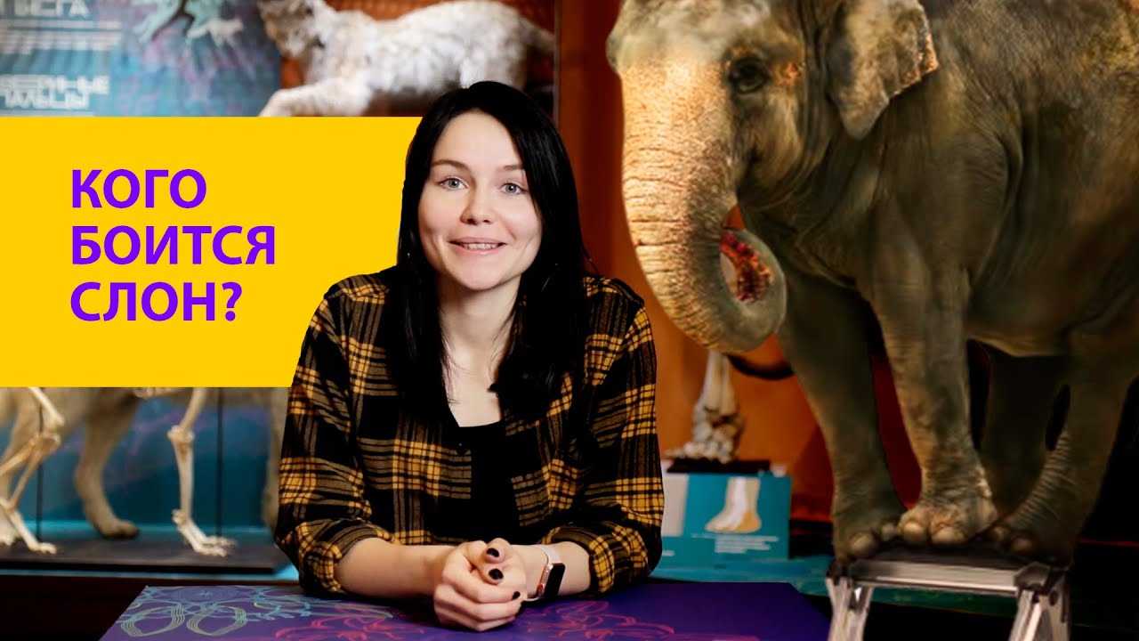 Боятся ли слоны мышей? правда или миф