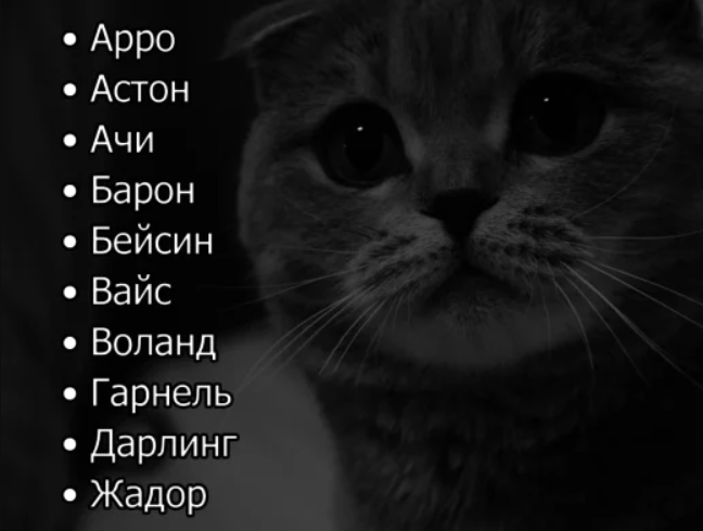 Клички для кошек девочек сибирской породы