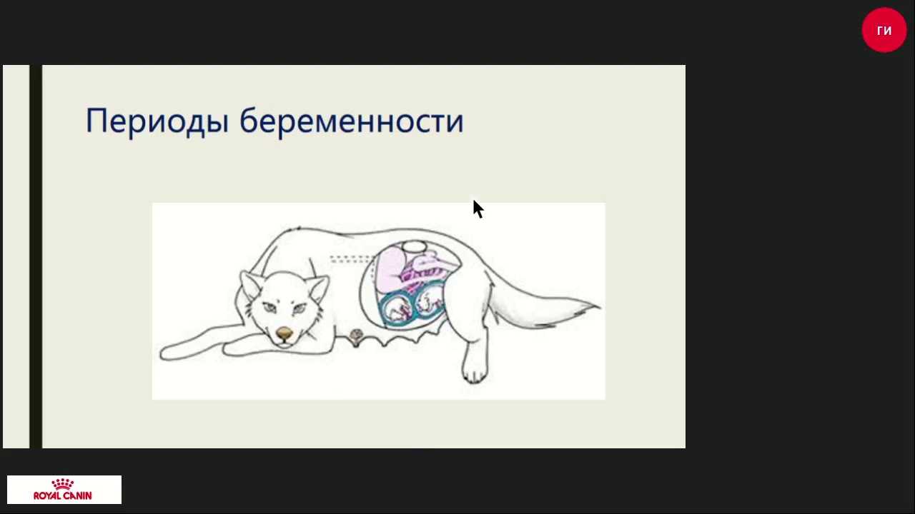 Роды. мопс