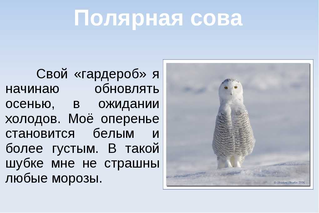 Доклад про полярную сову, 2 класс. окружающий мир