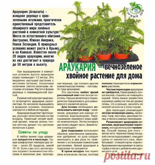 Сосны с восковыми листьями, обезьяньи головоломки, пустынные реликты гондваны — и еще 10 деревьев-долгожителей со всей планеты — нож