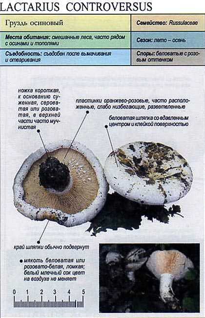 Съедобные грибы приморского края – фото и описание