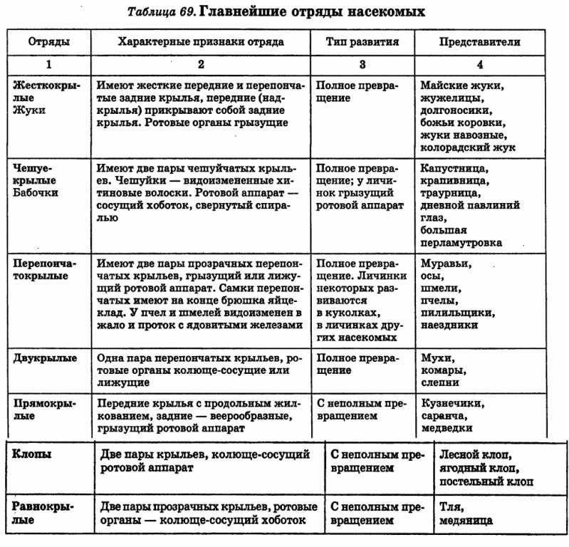 Жуки - общая характеристика и разновидности насекомых