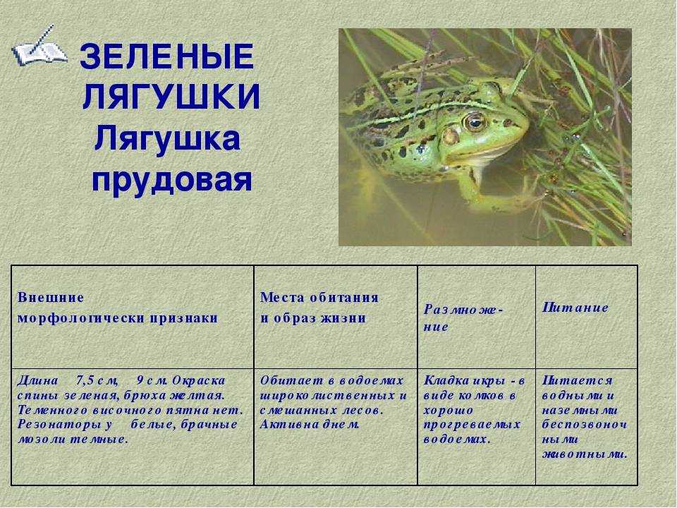 Древолаз: фото, виды, описание, уход
древолаз: фото, виды, описание, уход