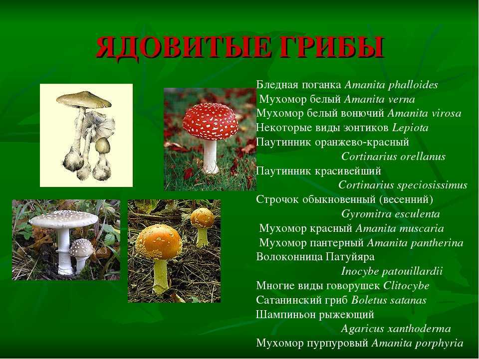 Грибы сибири: съедобные и ядовитые, названия, когда растут, фото