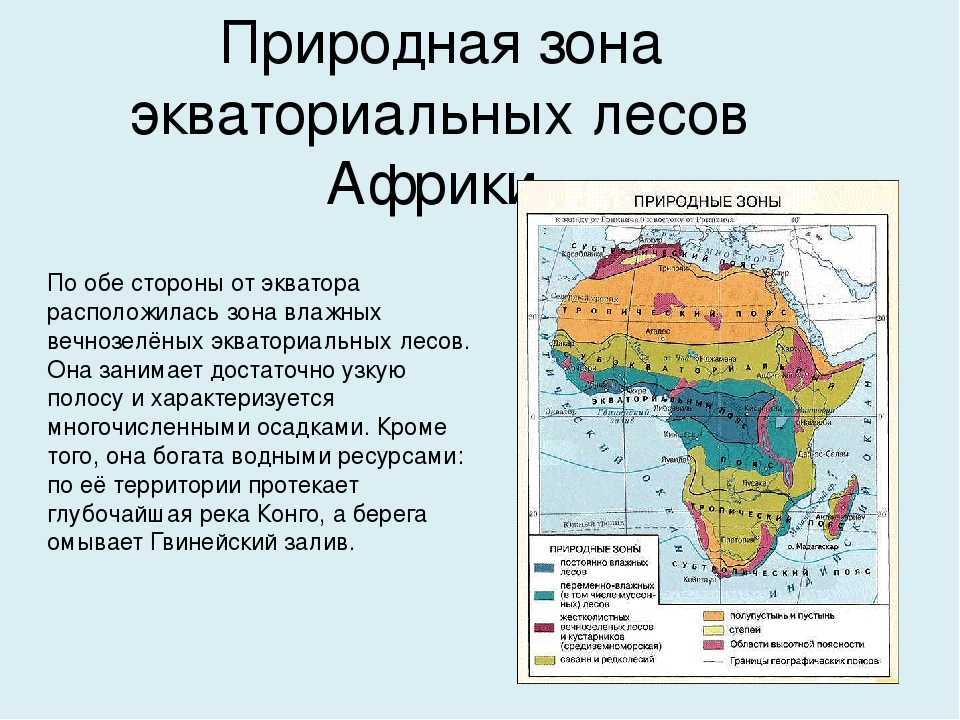 Влажные тропические леса