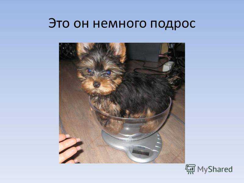 Собака кусается: причины и методы исправления поведения | блог ветклиники "беланта"