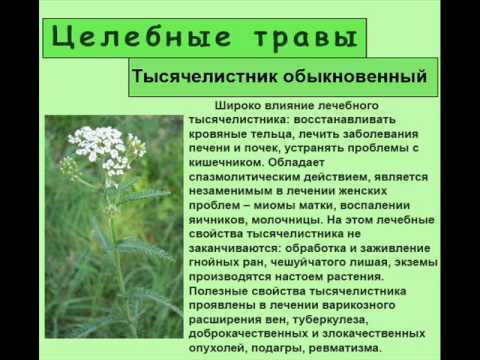 Тысячелистник обыкновенный | лесная кладовая
