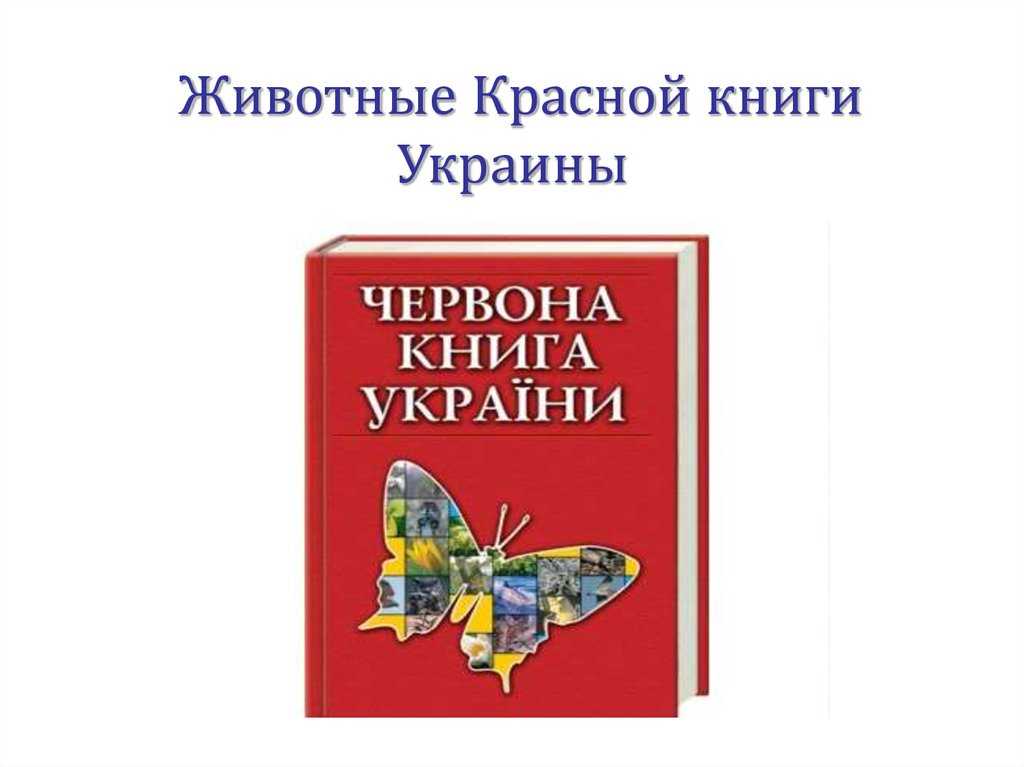 Редкие животные из красной книги россии и всего мира