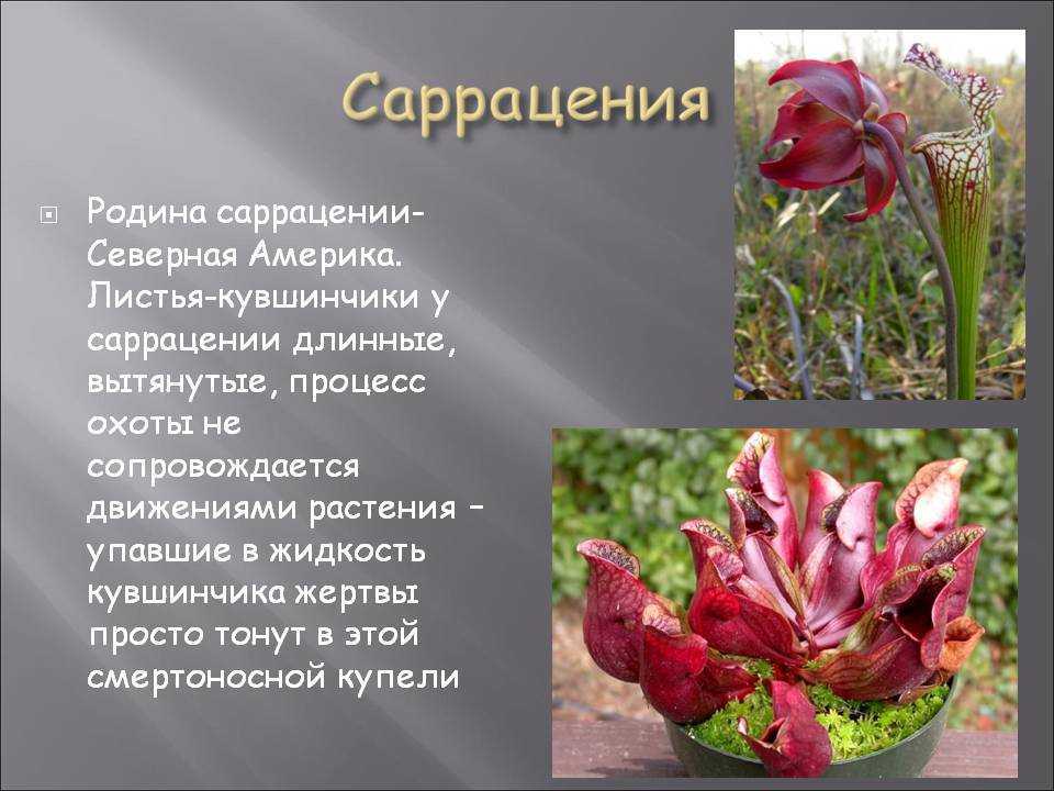 Растения северной америки в разных природных зонах материка