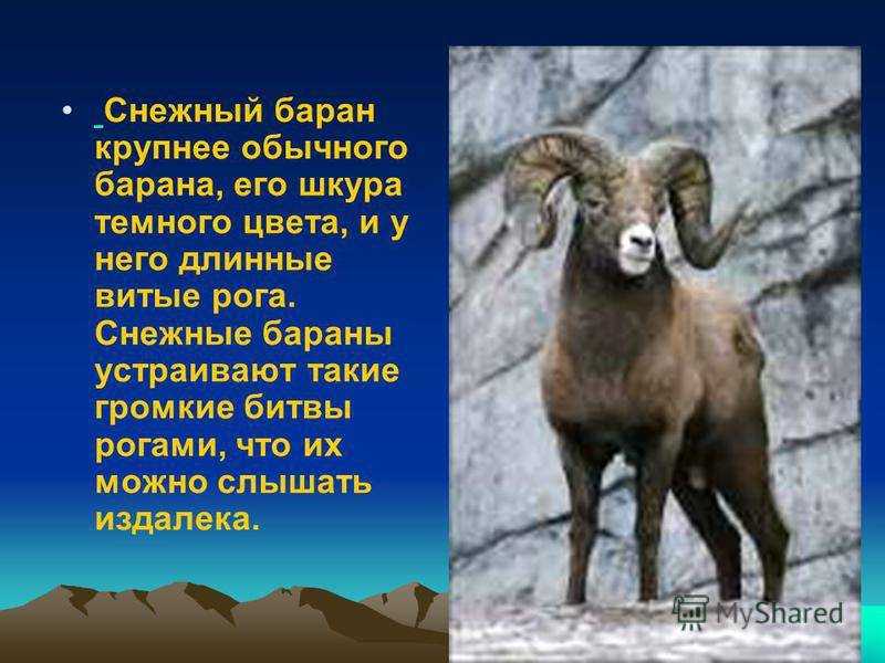 Снежный баран: виды, характеристика, описание