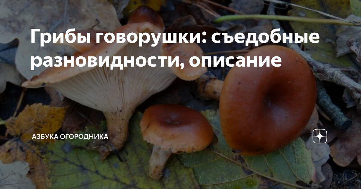 Грибы говорушки на зиму рецепты приготовления. грибы говорушки. особенности хранения и обработки