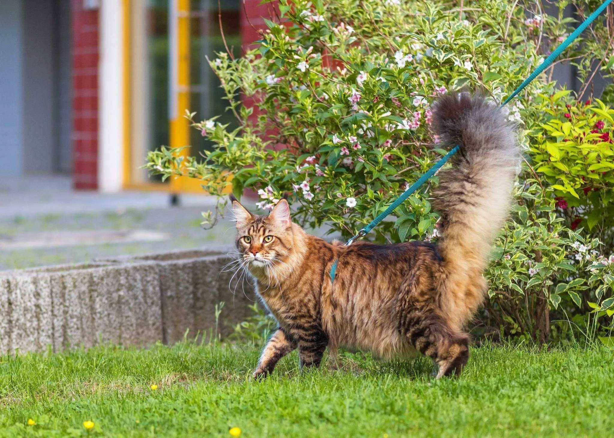 Кошка виляет кончиком хвоста что значит, кот бьет