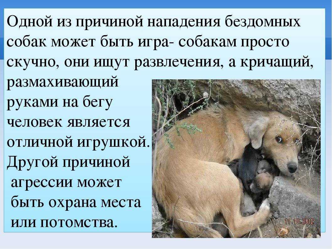 Как научить собаку команде голос. советы кинолога - dogtricks.ru