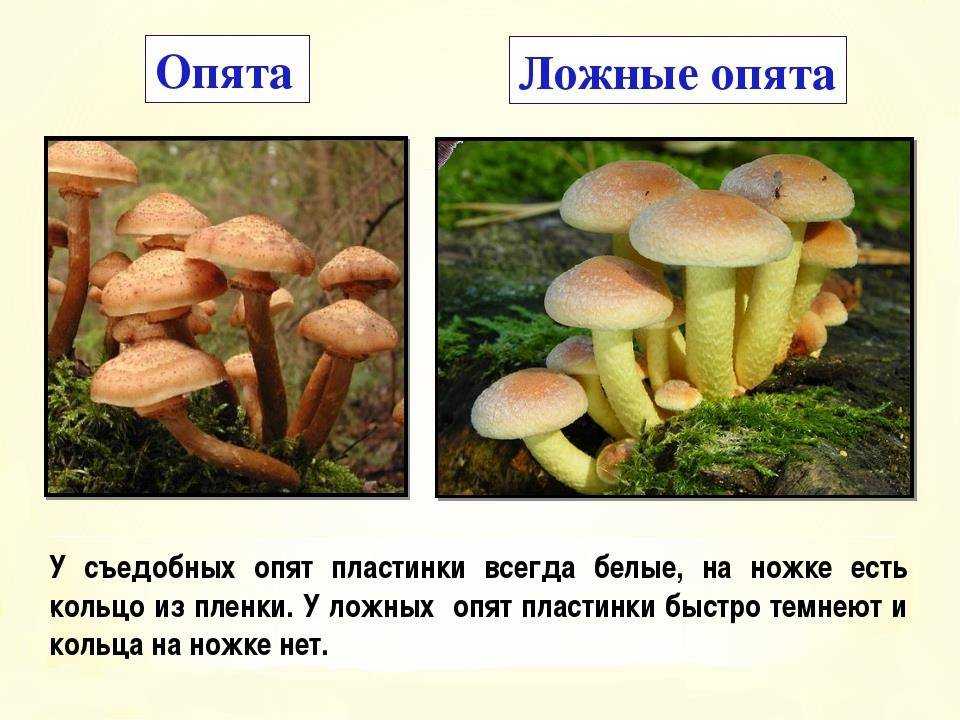 Опята - 70 фото о том как отличить ложные грибы от съедобных
