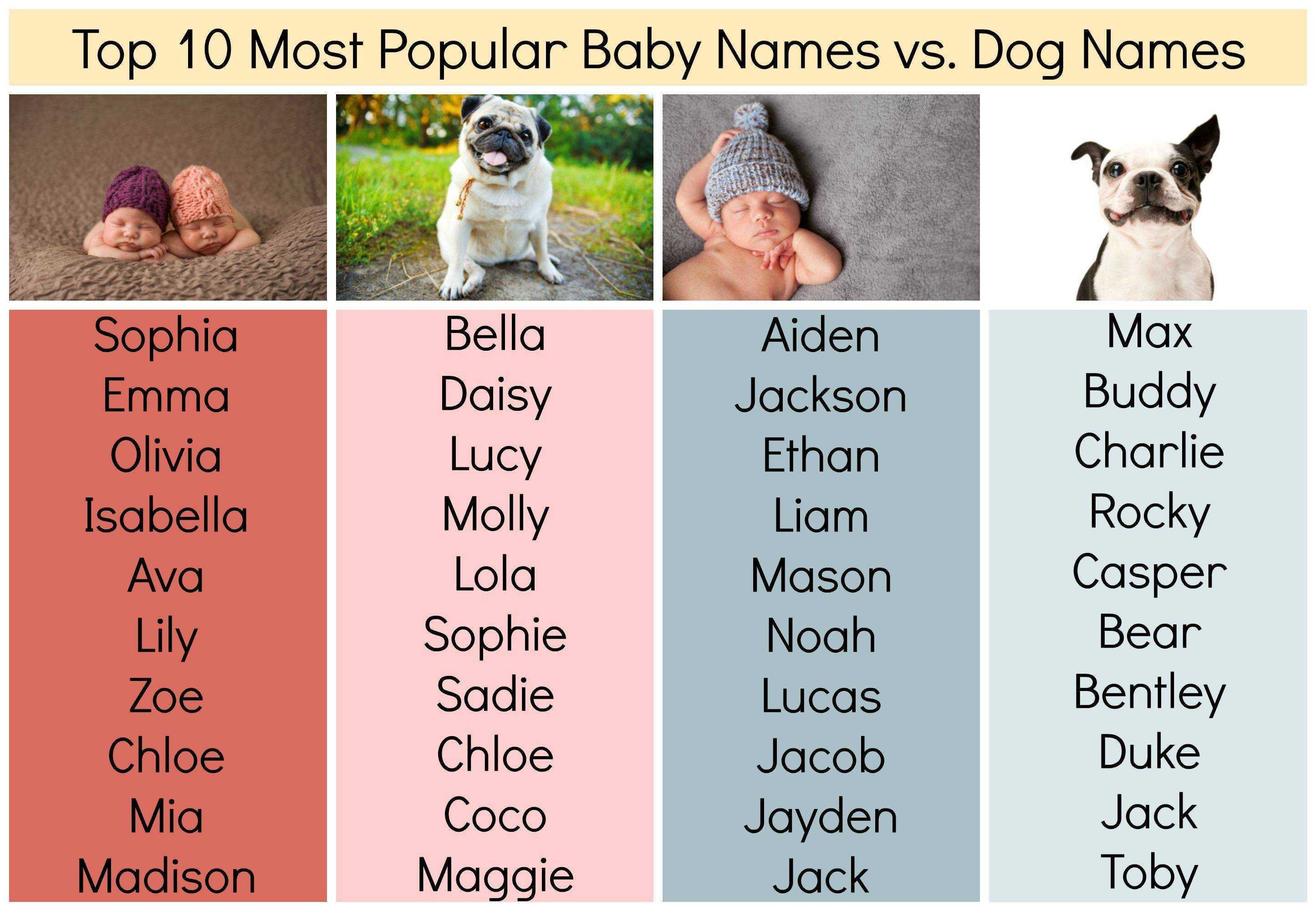 10 самых красивых имен для собак-мальчиков различных пород